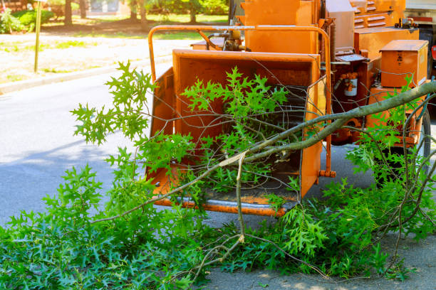 Best Best Tree Removal Services  in Dunkirk, MD